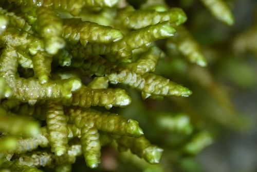 Porella elegantula