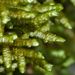Porella elegantula - Photo (c) Steve Kerr, algunos derechos reservados (CC BY), uploaded by Steve Kerr