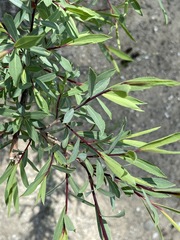 Salix elbursensis