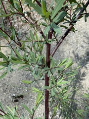 Salix elbursensis