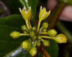 Frangula purshiana purshiana