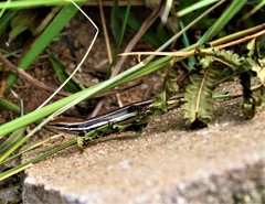 Trachylepis gravenhorstii