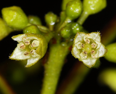 Frangula purshiana purshiana