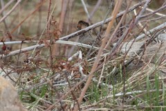 Perdix perdix