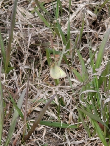 photo of Yellows And Sulphurs (Coliadinae)