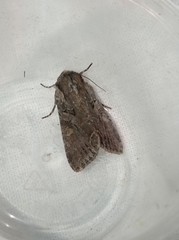 Lacanobia thalassina