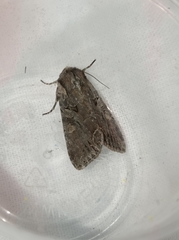 Lacanobia thalassina