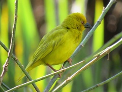 Ploceus subaureus subaureus