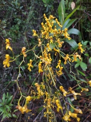 Cyrtochilum densiflorum