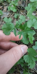 Ranunculus monophyllus