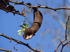 Ebenopsis caesalpinioides