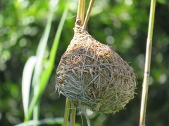 Ploceus subaureus subaureus