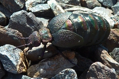 Meloe variegatus