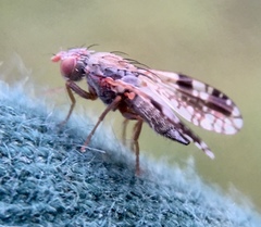 Tephritis neesii