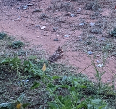 Caprimulgus atripennis