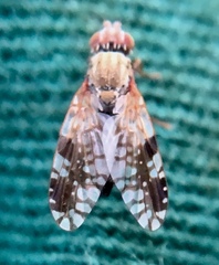 Tephritis neesii