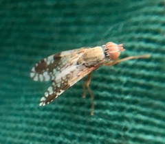Tephritis neesii