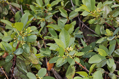 Frangula rubra obtusissima