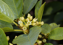 Frangula rubra obtusissima