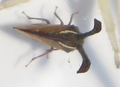Centrotini