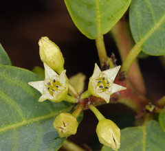 Frangula rubra obtusissima