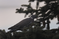 Columba palumbus
