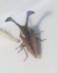 Centrotini