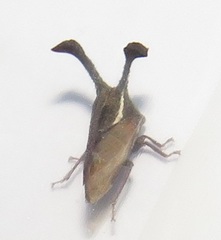 Centrotini