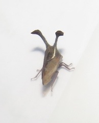 Centrotini