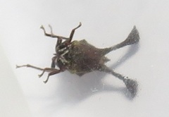 Centrotini