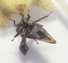 Centrotini