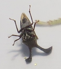 Centrotini