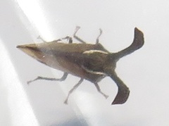 Centrotini