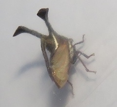 Centrotini
