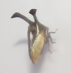 Centrotini