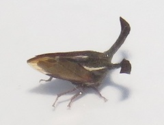 Centrotini