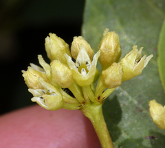 Frangula rubra obtusissima