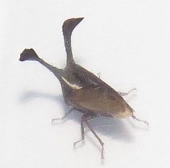 Centrotini