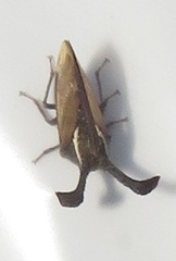 Centrotini
