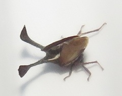 Centrotini
