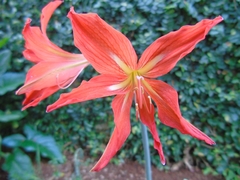Hippeastrum striatum