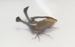 Centrotini