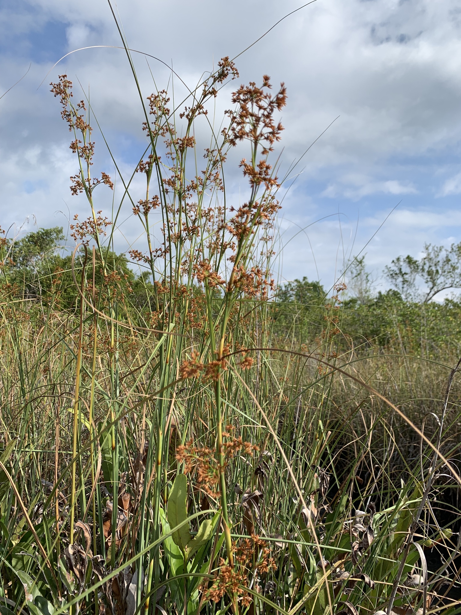 Cladium mariscus ssp. jamaicense