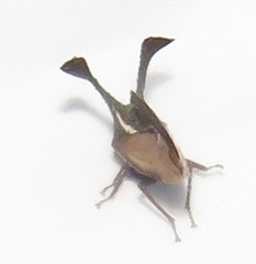 Centrotini