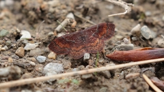Leptostales rubromarginaria