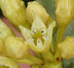 Frangula rubra obtusissima
