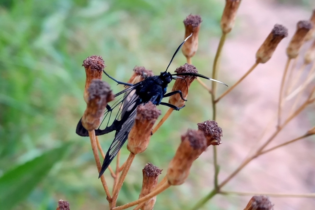Neotrichura nigripes