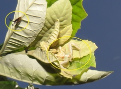 Centrotini