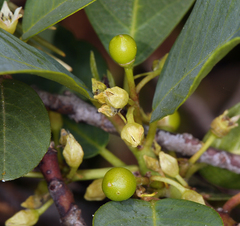 Frangula rubra obtusissima