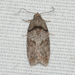 Garella nilotica